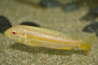 /album/fotogalerie/auratus-albino-2-jpg1/